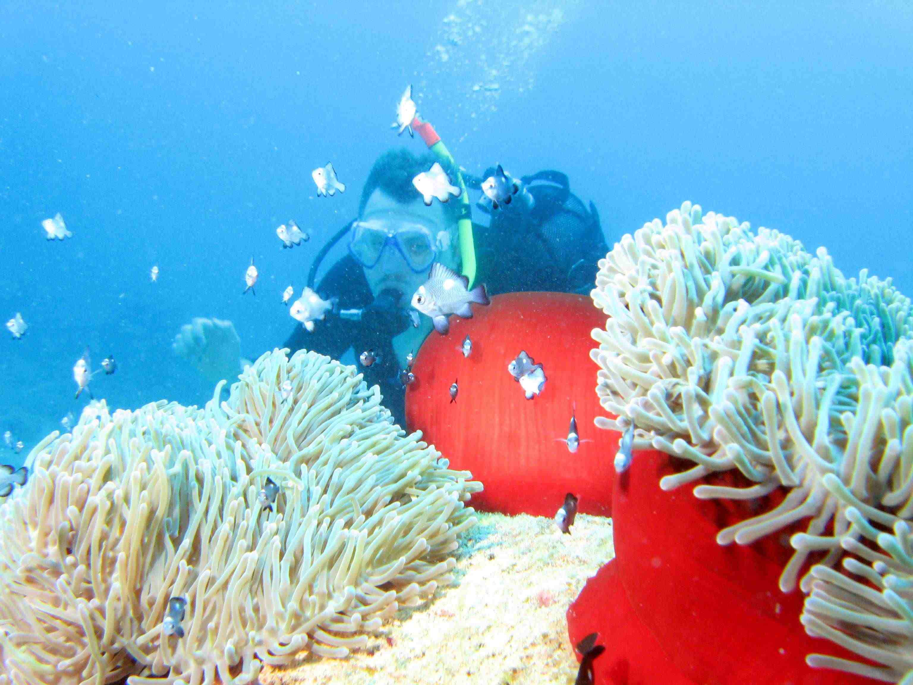 Norbert und die Anemonel